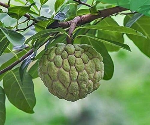 بذور شجرة القشطة - Annona