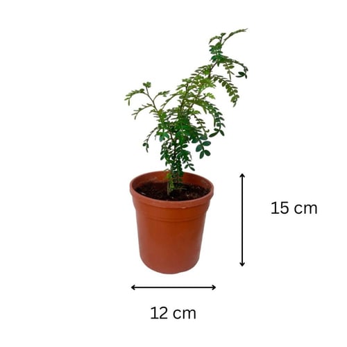 كارمونا ميكروفيلا ( شجرة الشاي)