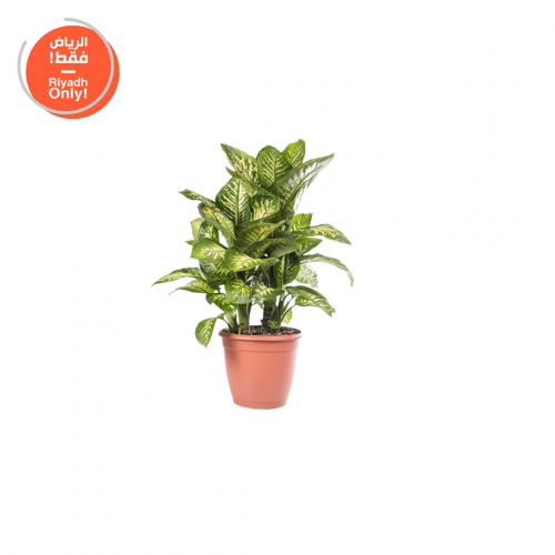 ديفنباخيا (Dieffenbachia)