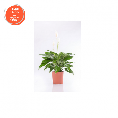 سباثيفيليوم ( Spathiphyllum )