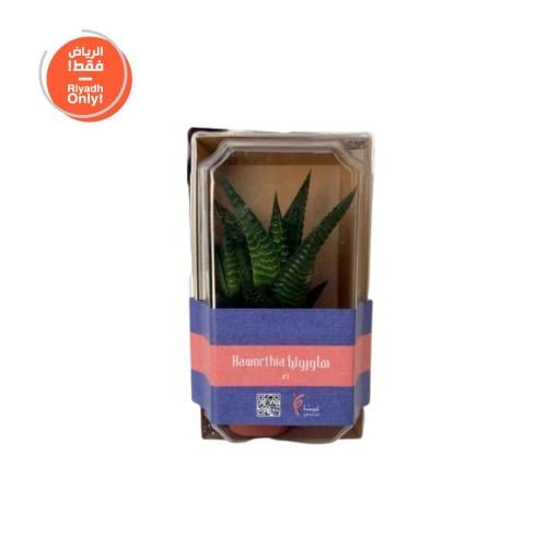 نبات هاورثيا 1