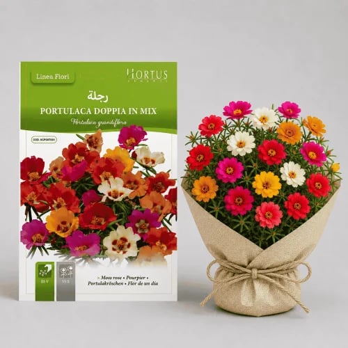 Purslane flower seeds