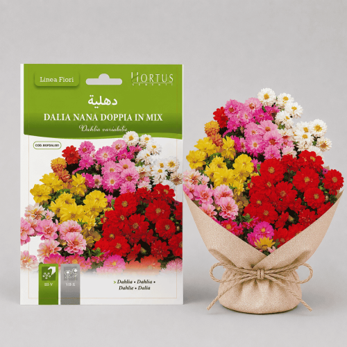 Dahlia flower seeds
