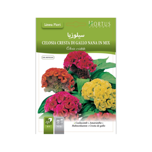 بذور زهرة سيلوزيا