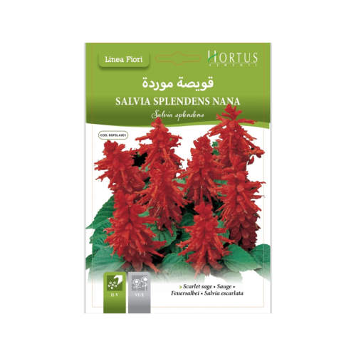 بذور زهرة قويصة موردة