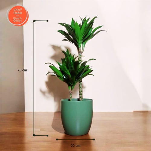 نبات دراسينا كومباكتا