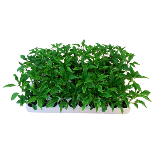 فلفل حار شقراء ( مكشوف ومحمي ) 60 حبة