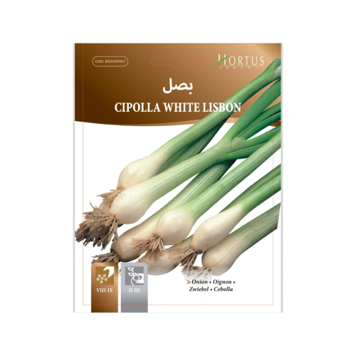 بذور بصل أبيض