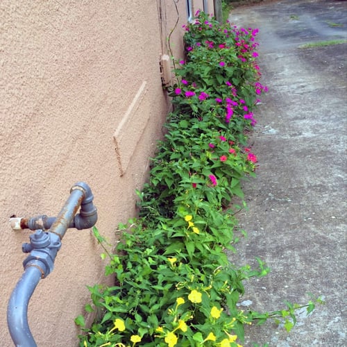 بذور زهرة شب الليل