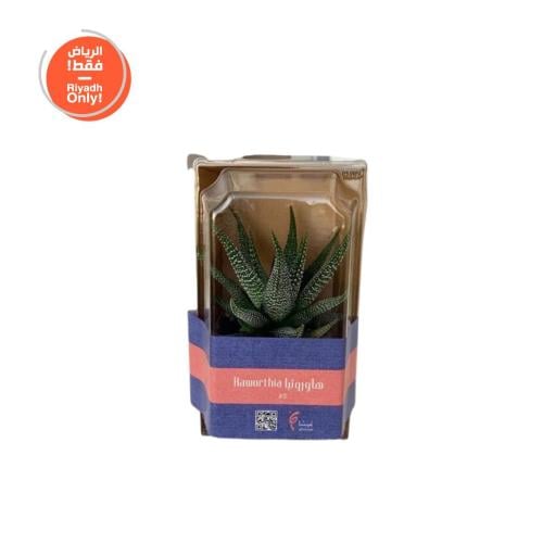 نبات هاورثيا 3