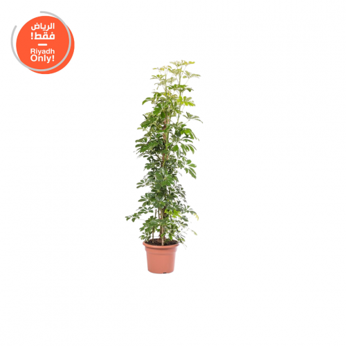 شفليرا (Schefflera )