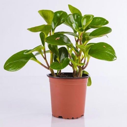 ببروميا مركن 12 سم