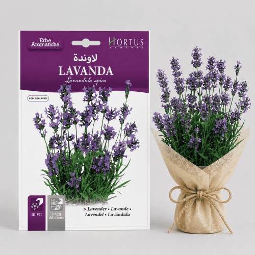 Lavender (Lavandula) flower seeds