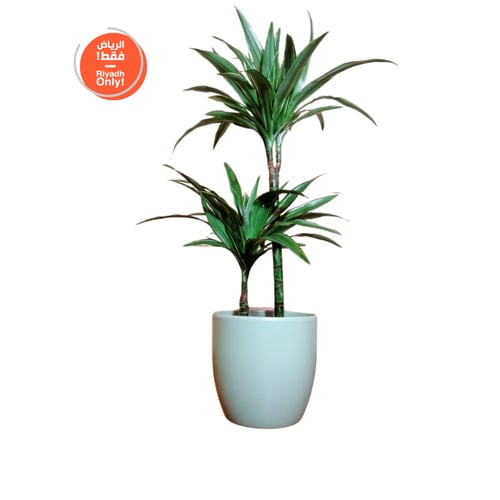 نبات دراسينا وارنكي