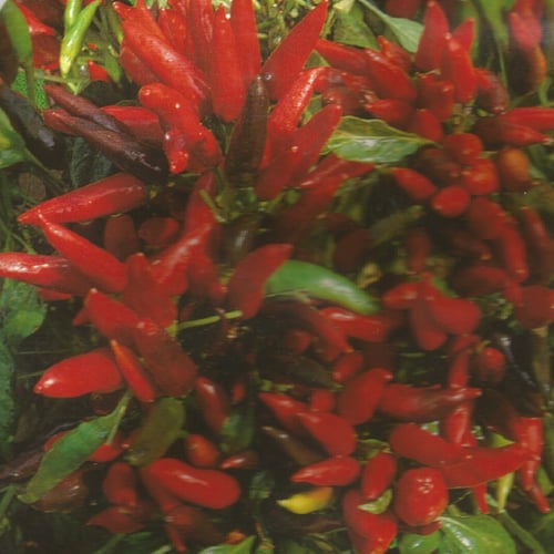 فلفل زينة Pepper