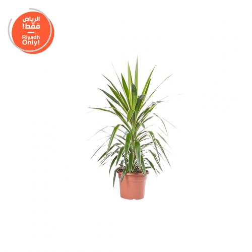 يوكا ( Yucca )