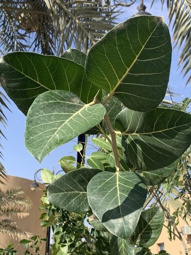 بذور فيكس بنغالي - Ficus benghalensis