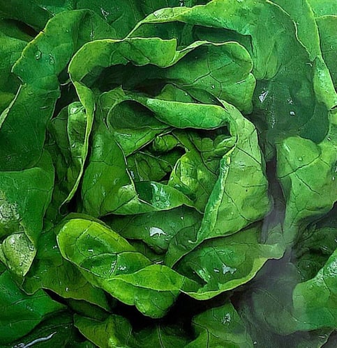 خس Lettuce
