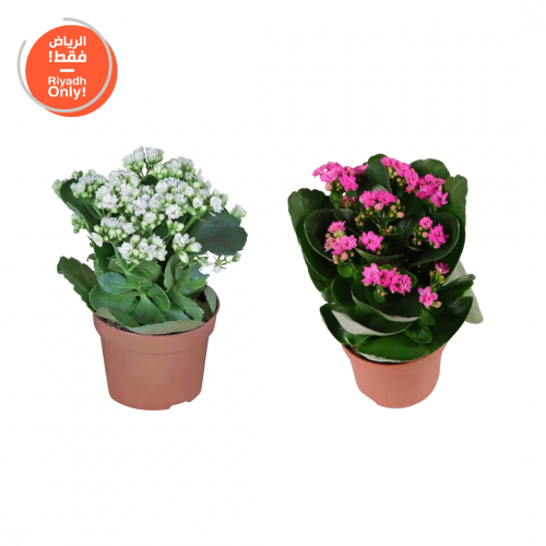 الكلانشو ( Kalanchoe )