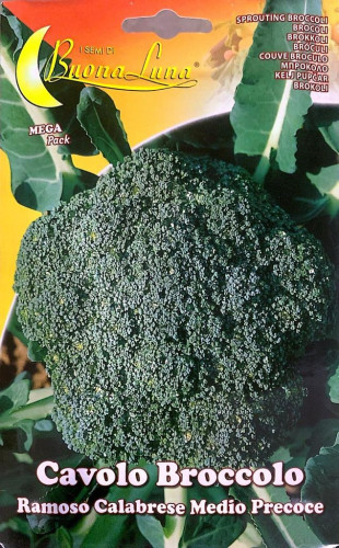 بذور كرنب لفتي