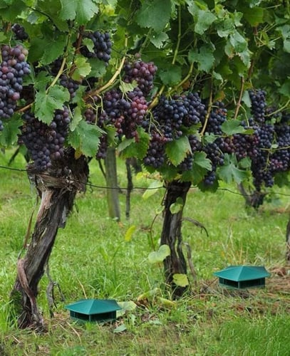 قفص سبيكة منزل الحلزون