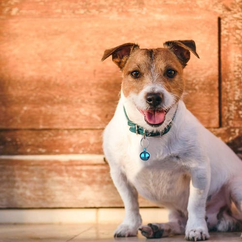 جرس لطوق القطط والكلاب بألوان متنوعة