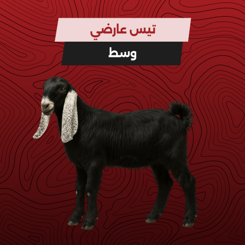 تيس عارضي وسط