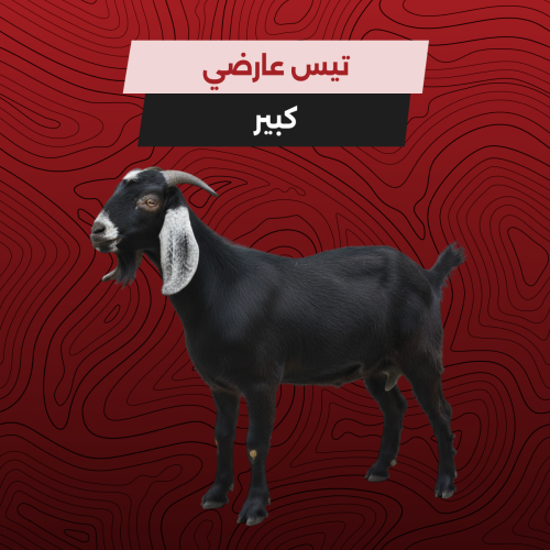 تيس عارضي كبير