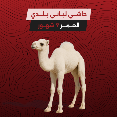 حاشي لباني بلدي - العمر 7 شهور