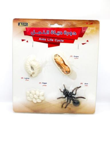 مجسمات دورات حياة النمل 11