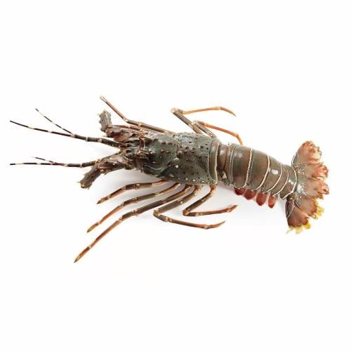 لوبستر كامل كبير