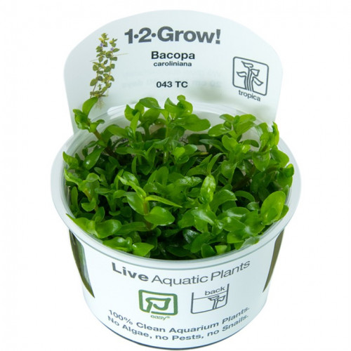 BACOPA CAROLINIANA