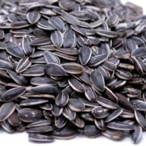حب شمسي كبير 15 كيلو من شركة بيت كوب البرتغاليه