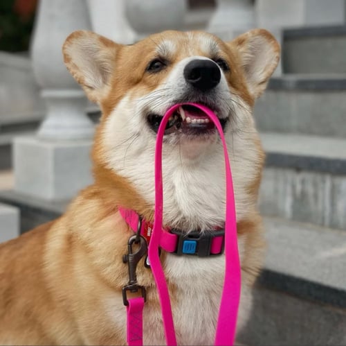 WAU DOG طوق للكلاب مقاوم للماء مع قفل بلاستيكي مقا...
