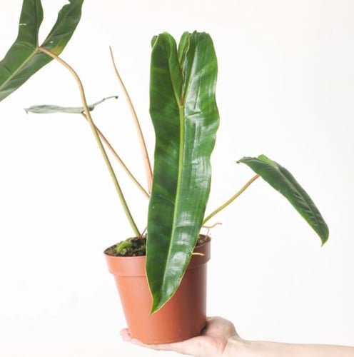 Philodendron Billietiae - فيلوديندرون بيليتيا