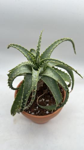 Aloe arborescens — ألوة أر بوريسنس