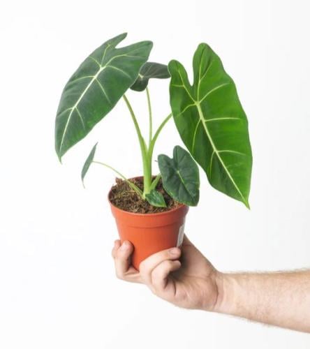 ألوكاسيا فريدك - Alocasia Frydek