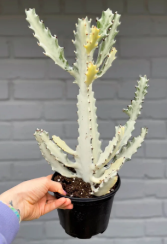 Euphorbia Lactea Variegata 'White Ghost'