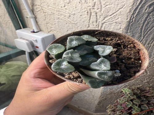 Haworthia maughanii – هاوورثيا موغاني