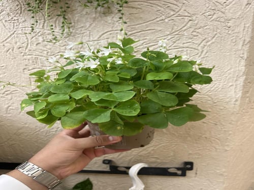 Oxalis Triangularis Green اوكساليس المثلث الأخضر