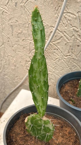 Opuntia Monacantha Variegata – أوبونشيا موناأكانثا...