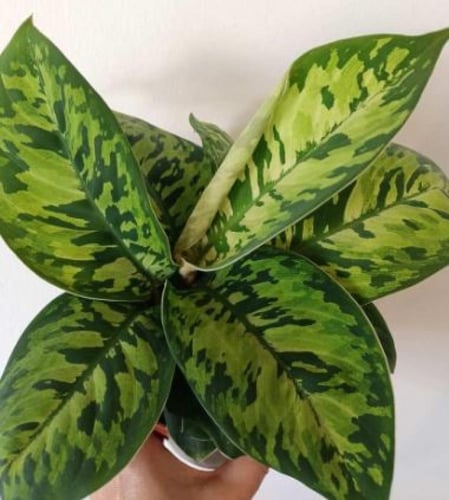 Adelonema wallisii Camoflouge - أديلونيما واليسي ك...