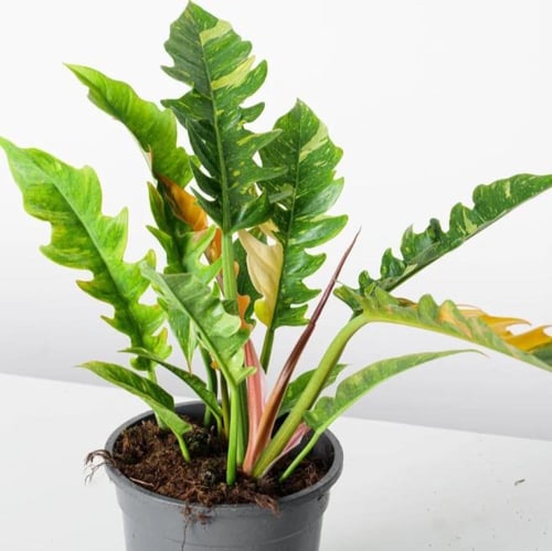 Philodendron Ring Of Fire Variegated - فيلوديندرون...