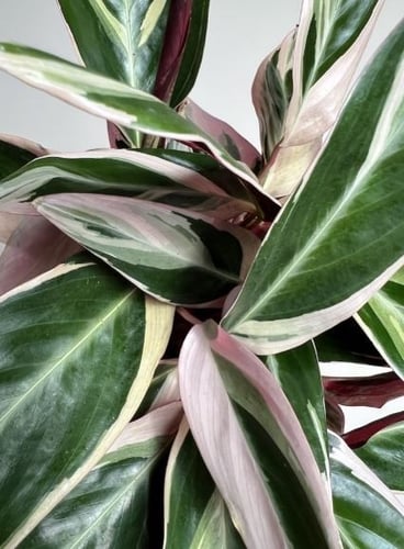 كلاثيا سترومانثي سينقونيا تريوستار -Stromanthe san...