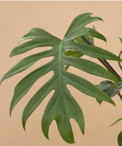 Philodendron Mayoi - فيلوديندرون مايوي