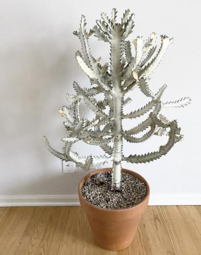 Euphorbia Lactea Variegata 'White Ghost'