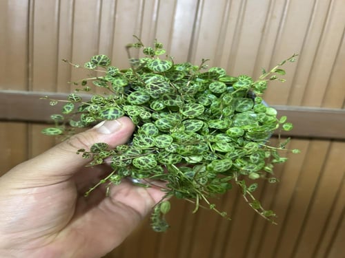 ببروميا بورستراتا - Peperomia Prostrata