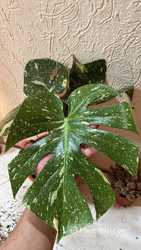 Monater Thai Constellation | High Variegation