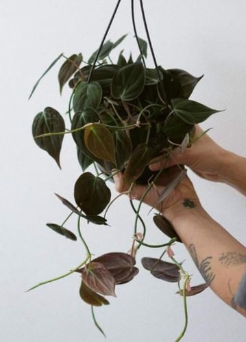 Philodendron Micans- فيلودندرون مايكنز