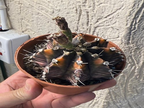 Gymnocalycium Mihanovichii Variegated - جيمنوكالسي...